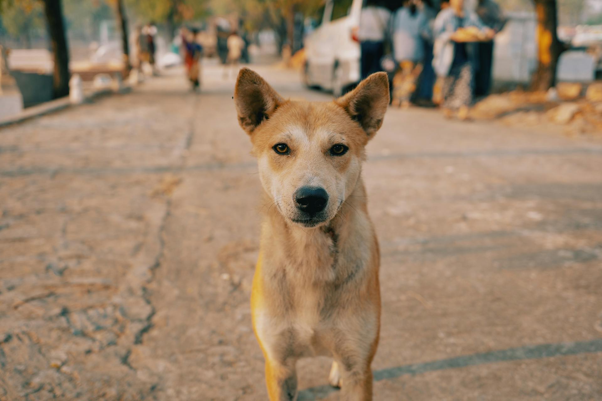 Animal welfare initiative